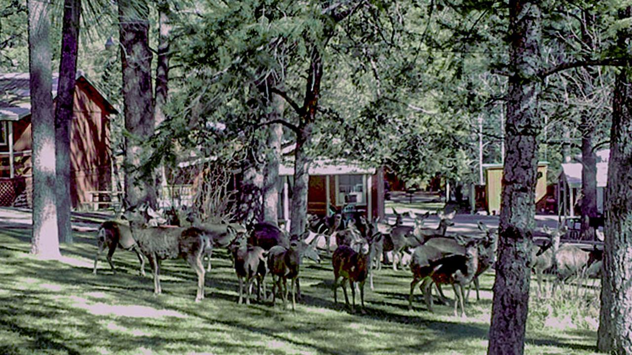 Canyon Chalet Ruidoso
